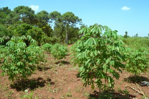 A thriving cassava crop belonging to one community member